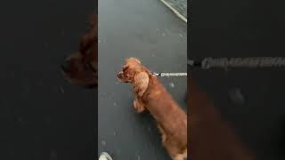 Walking with Elsie  art artist horse dj dogtraining puppy funk funny [upl. by Heffron972]