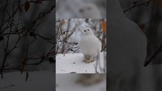 willow ptarmigan Lagopus lagopus [upl. by Enelym886]