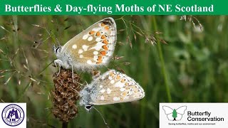 Butterflies and Dayflying Moths of NE Scotland [upl. by Wira]