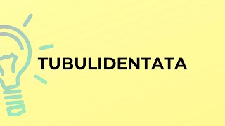 What is the meaning of the word TUBULIDENTATA [upl. by Carper]