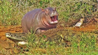 Cute Baby Hippo vs Crocodile and Buffalo [upl. by Epps]