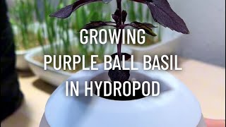 Purple Ball Basil from Seed  Hydropod Review [upl. by Udell]