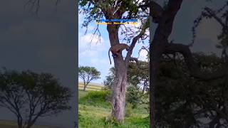 Leopard attacked by lioness [upl. by Eiznik]