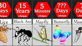 Comparison Insects Life Span  DataRush 24 [upl. by China574]