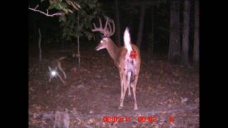 Whitetail Buck attacked and killed by Coyotes [upl. by Dadinirt]