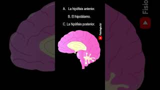 Repasa fisiología Endocrina  Preguntas y respuestas de la fisiología del sistema endocrino [upl. by Ertsevlis]