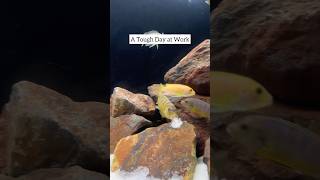 African Cichlid at Work [upl. by Temhem79]