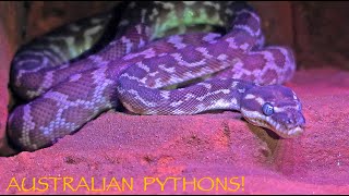 Amazing Australian PYTHONS [upl. by Marcelia]