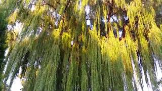 75 Year Old Willow Tree Cut Down Time Lapse [upl. by Mikkanen]