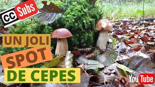 Un coin à cèpes cueillette et conseils Cueillette des champignons [upl. by Orbadiah]