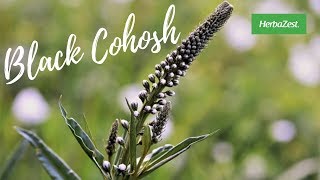 Black Cohosh  Herbazest [upl. by Alac635]