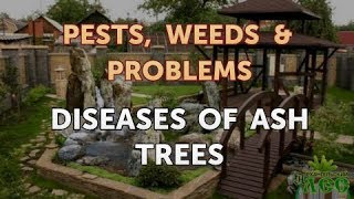 Diseases of Ash Trees [upl. by Junji]