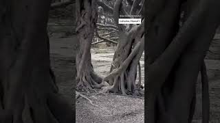 Historic Lahaina banyan tree still standing lahaina [upl. by Suu]