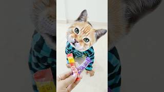 Billi Boli Meon 🐈 funny shorts viralshorts cat billi cutecat cutebaby trend [upl. by Nonad]