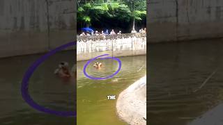 Hero Saves Drowning Orangutan 😱 [upl. by Demmahum]