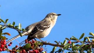 Mockingbird Singing [upl. by Ellenar]