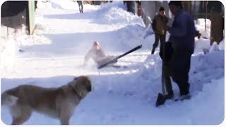 Skier Nearly Misses Dog  Skier Takes One for the Pup [upl. by Llebana]