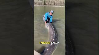 IKAN RAKSASA PRASEJARAH fyp faktaunik shortvideo [upl. by Coombs719]