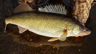 Shore Fishing for PreSpawn Walleyes BIG FISH CATCH [upl. by Hayouqes]