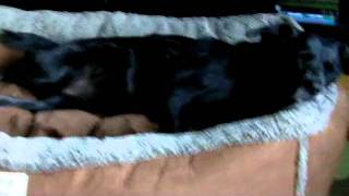 Orvis Dog Bed Review [upl. by Eerbua]