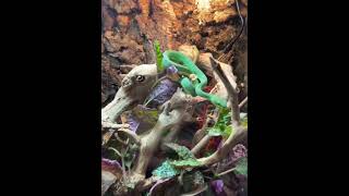 Green Insularis Pit Viper Bio active setup [upl. by Wernsman]