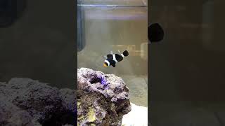 Beautiful Saltwater Clownfish  Black and White Ocellaris [upl. by Aerdno248]