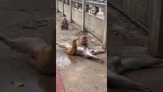 monkey viral video part 18🐒🐒 shorts hanuman bandar viral youtubeshorts [upl. by Marka784]