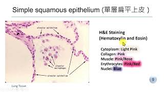 Epithelial Tissue [upl. by Dela]