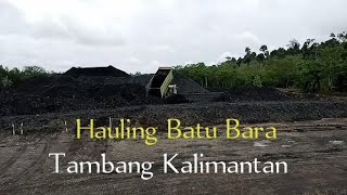 Hauling Batu Bara Di Tambang Kalimantan [upl. by Eelyak286]