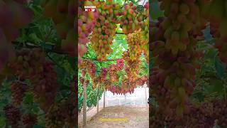 Beautiful Grapes Fruit Farm [upl. by Albin]