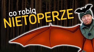 Nietoperze 🦇 Co robią i jak się przystosowały 🌲  quoto Lesiequot  odc57 [upl. by Llerroj]