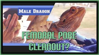 Femoral Pores in Bearded Dragons  Quick Important Info beardeddragon beardeddragonlife [upl. by Magbie]