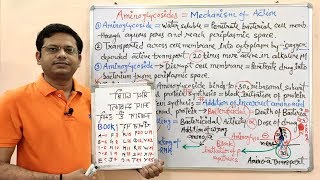 Chemotherapy of Antibiotics Part20 Aminoglycoside 02  Mechanism of Action  Aminoglycoside [upl. by Brandenburg600]