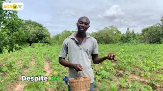 OKRA CULTIVATION what you need to know before getting started [upl. by Canter]