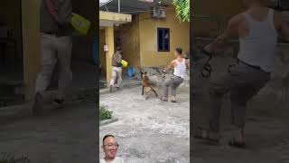 Malinois training❤️❤️❤️ dog malinois becgiegermanshepherd chó pets dog [upl. by Nahc143]