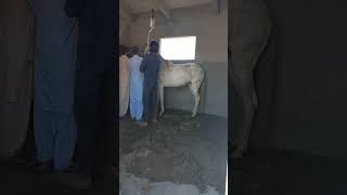 Horse treatment for grain allergy [upl. by Pirozzo]