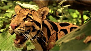 The Beautiful Clouded Leopard [upl. by Naig]