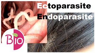 Difference in Ectoparasite and Endoparasite by Simply The Best BIO [upl. by Christyna]