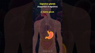 🧐 Digestive Glands  trendingshorts science learning upsc governmentjobs [upl. by Aramoix346]