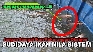 Jangan sampai kekurangan oksigen didalam kolam Budidaya ikan nila sistem bioflok [upl. by Idolah]