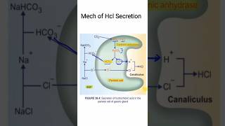 Mech of HCl secretion  GIT Physiology  MBBS 1ST YEAR [upl. by Sheffield77]