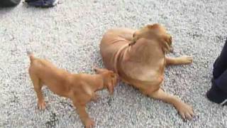 80kg French Mastiff wrestles with Puppy [upl. by Mosera280]