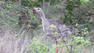 Redlegged Seriema Cariama cristata Lomas Arena Santa Cruz Bolivia [upl. by Ardnohs892]