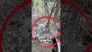 Can a dog trapped in a net be saved🥹animals rescue pets dog love [upl. by Oinolopa]