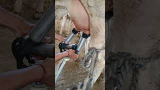 Delevel milking mashine for animal milkingmachineforcow milking animals viralvideo viralshorts [upl. by Kahler]