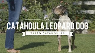 THE AMAZING LOUISIANA CATAHOULA LEOPARD DOG [upl. by Duahsar]