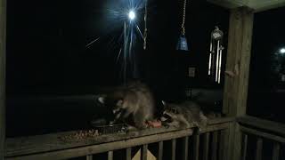 All Along the Watchtowerraccoondynasty LiveCrittercam [upl. by Pepin]