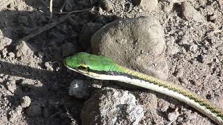 Leptophis mexicanus Mexican Parrot Snake  Lora mexicana [upl. by Pricilla]