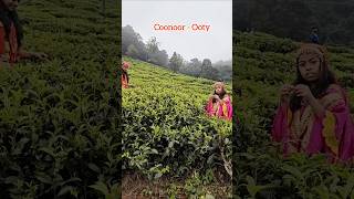 Tea PlantationsCoonoor Ooty 🌱🌿💚Tea Leaf Plucking travel shorts ytshorts nature ootycoonoor [upl. by Lyrej]