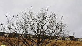 Pied Wagtail roost in the City of Bath [upl. by Maltz]